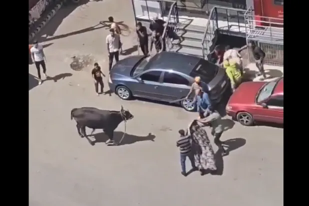 أحد فيديوهات «العجول الهربانة» المنتشرة على «السوشيال ميديا» (إكس)