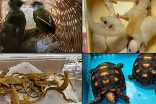 جرح الطبيعة يتّسع (جمارك مومباي)