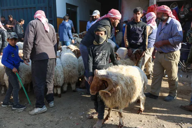 صبي يعرض خروفاً للبيع في سوق للمواشي قبيل عيد الأضحى بيومين في دمشق (إ.ب.أ)