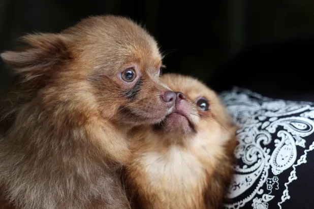 كلبان يجلسان إلى جانب بعضهما بعضاً في لاغوس بنيجيريا (رويترز)
