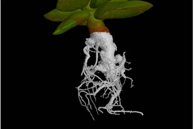 يُمكن أن يُساعد هذا الاكتشاف في تطوير محاصيل مقاومة للجفاف (جامعة نوتنغهام)