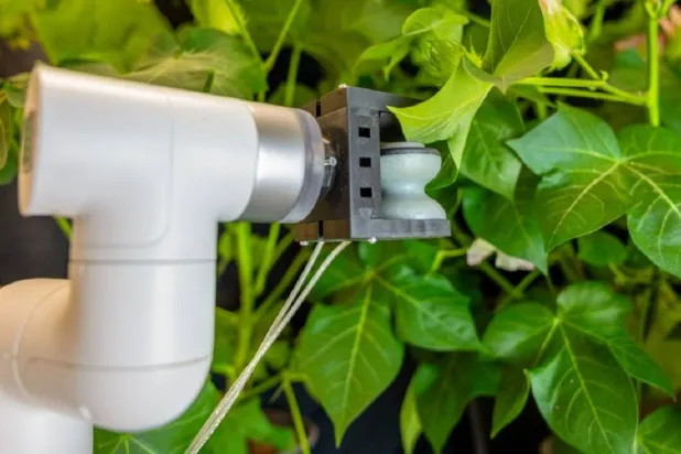 الروبوت الجديد قادر على إمساك أوراق النباتات بلطف وحقنها بمستشعرات دقيقة (جامعة كورنيل)