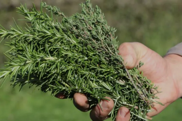  أعشاب إكليل الجبل يمكن أن تتصدى للقلق ومشاكل الذاكرة (أ.ف.ب)