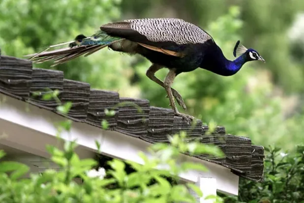 «أفضل جيران» يُحارَب (غيتي)