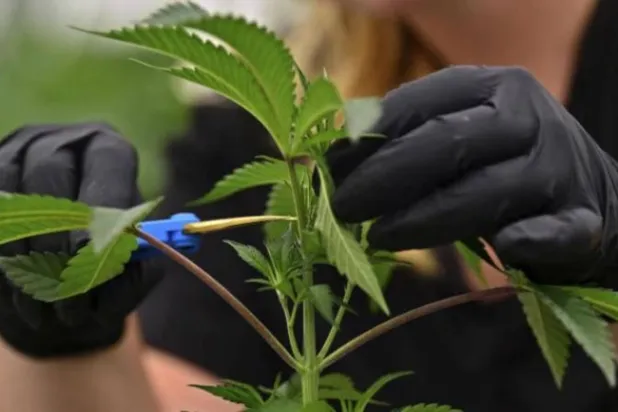 نبات الماريغوانا (أ.ب)