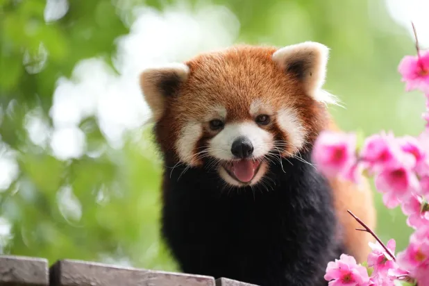 الباندا خدمة فندقية (غيتي)