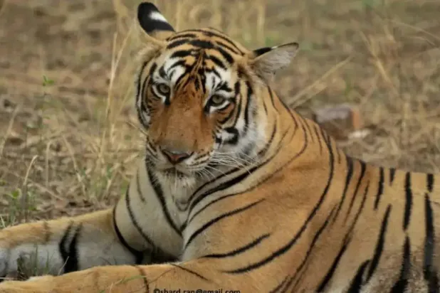 مكسورة الجسد... نبيلة الروح (حديقة رانثامبور الوطنية)