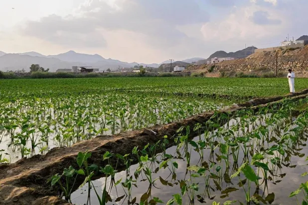 نباتات تنمو في إحدى المزارع بالمملكة (الشرق الأوسط)