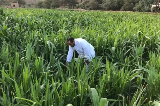 موسم زراعة وحصاد محصول الذرة في إحدى محافظات المملكة (صورة أرشيفية من واس)