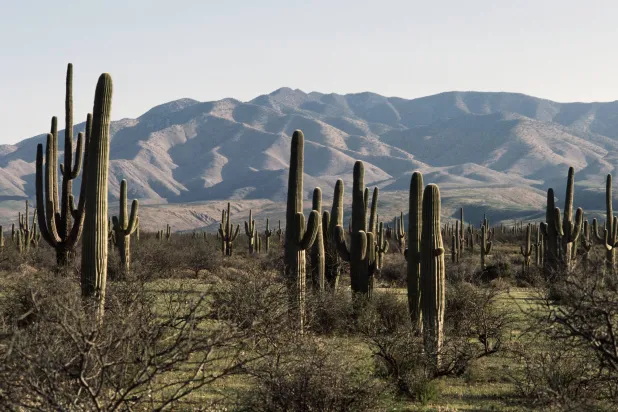 أيقونة الصحراء مُهدَّدة بالزوال (غيتي)