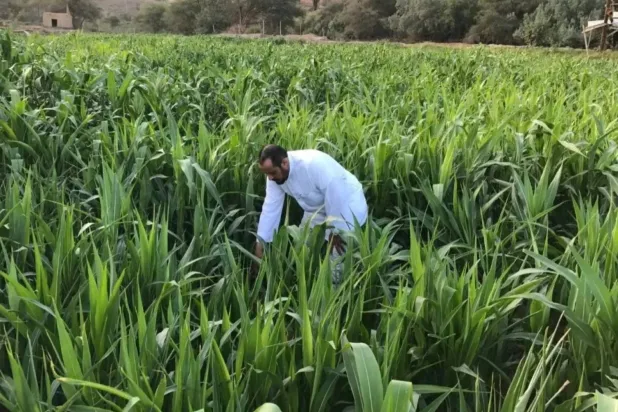 Maize planting and harvest season in one of Saudi Arabia’s provinces (File photo courtesy of SPA)