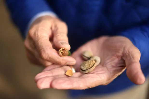 Günlük beslenmenizde işlenmiş atıştırmalıkları bir avuç bademle (yaklaşık 45 tane) değiştirmek, en ciddi kronik sağlık risklerinden bazılarının önlenmesine yarayabilir (AFP)