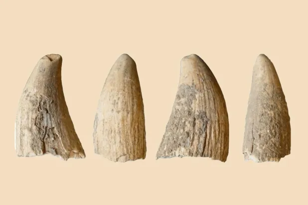 Bakır Çağı İberyası'nda bulunan ispermeçet balinası dişi, türünün ilk örneği (PLOS One)