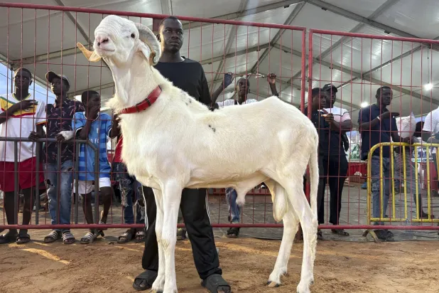 مرآة لعراقة التقاليد واعتزاز الأجيال بخرافها الفاخرة (أ.ب)
