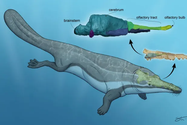 صورة تخيّلية لحوت (Protocetus) تُظهر الجمجمة وتجويف الدماغ المُعاد بناؤه رقمياً (الرسم من تنفيذ الفنان تايلر ستون)