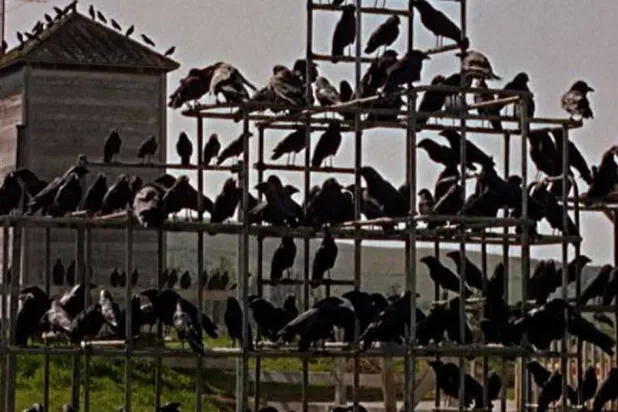 الغربان في فيلم "الطيور"لفريد هيتشكوك