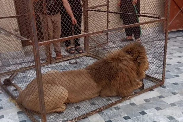  الأسد كان يُربى دون ترخيص في منزل (رويترز)