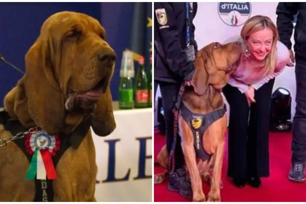 الكلب البوليسي برونو وعلى اليمين صورته مع رئيسة الوزراء الإيطالية جورجيا ميلوني (مدرب الكلب أركانجيلو كاريسا بـ«فيسبوك»)