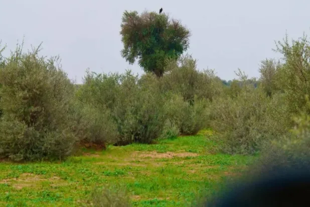 برامج تأهيل واسعة النطاق على كامل مساحة «محمية الإمام تركي بن عبد الله الملكية» تتضمن زراعة مئات الآلاف من الأشجار بما في ذلك أشجار الطلح  (واس)