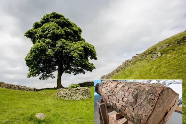 بقايا الشجرة التي هزّت بريطانيا... الآن يمكن احتضانها (غيتي ومتنزه نورثمبرلاند الوطني)