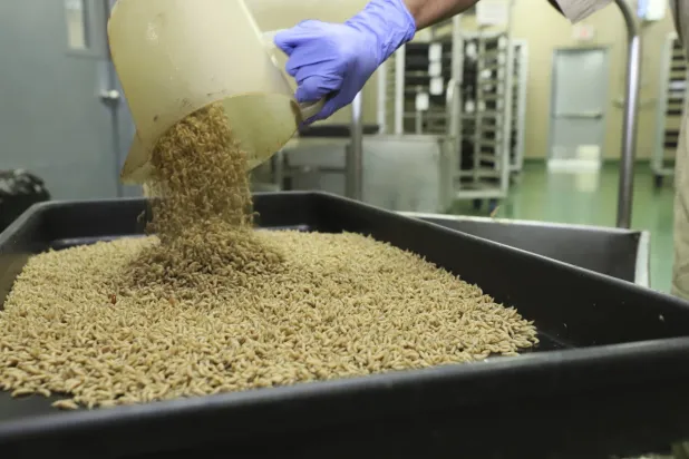 عامل يلقي يرقات ذبابة دودة الحلزون من العالم الجديد في صينية داخل منشأة في بنما (أ.ب)