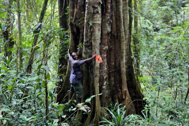 جذع شجرة كبيرة جداً من نبات «تيسمانيا برينسيبس» (أندريا بيانكي - فيتوتاكسا)