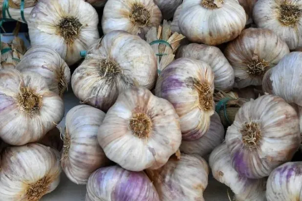 الثوم يساعد في دعم خفض خطر الإصابة بأمراض القلب والأوعية الدموية (أ.ف.ب)