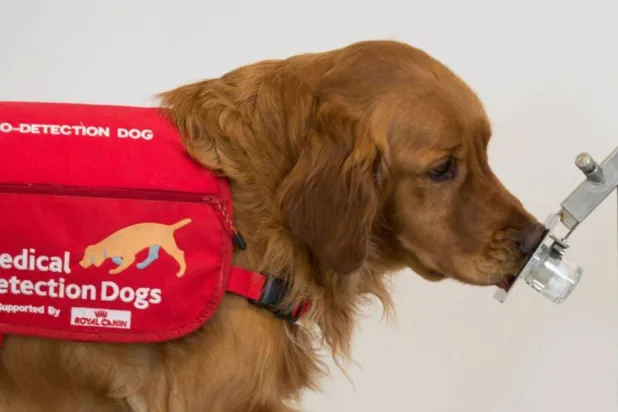 كلاب مدربة تكتشف مرض الشلل الرعاش عبر الرائحة (جامعة بريستول)