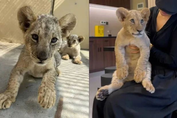 أشبالٌ بين الأطباق (وانهوي)