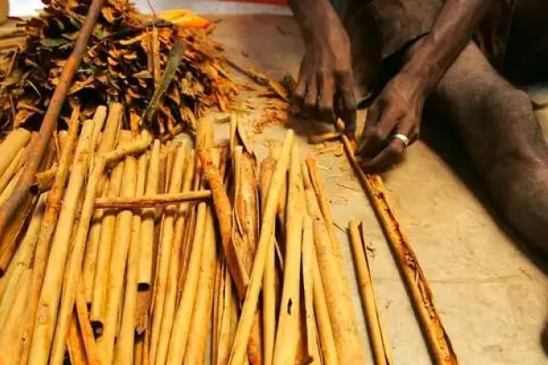 موظف يعمل على معالجة نباتات القرفة في مصنع بسريلانكا (رويترز)