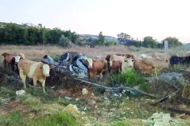 
قطيع الأبقار الذي دخل الأراضي اللبنانية من إسرائيل خلال تجميعه بحظيرة في بلدة
عيتا الشعب الحدودية (متداول)