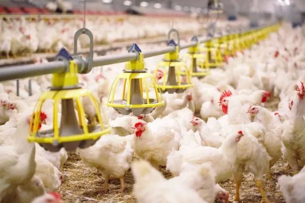 إحدى مزارع الدواجن في السعودية (الشرق الأوسط)