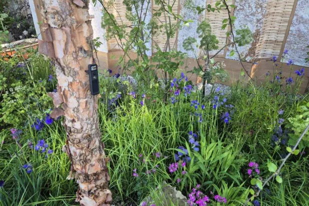 مشروع «الحديقة الذكية» يستخدم الذكاء الاصطناعي لتمكين الأشجار من التعبير عن حالتها واحتياجاتها عبر تطبيق «تري توك» (مايكروسوفت)