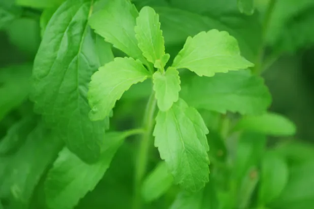 الأمل يأتي من أوراق «ستيفيا» (جامعة هيروشيما)