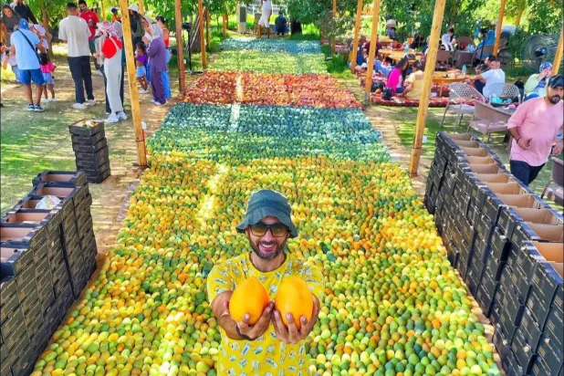 من مهرجانات جني المانجو (مزرعة شجيع)