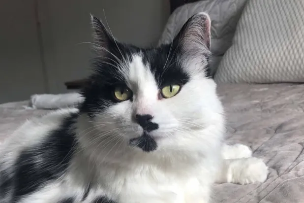 القطة ليزا البالغة من العمر 15 سنة (علياء زيدولينا - إندبندنت)