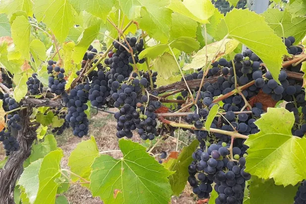 درع مناعية طبيعية (جامعة ولاية مونتانا)