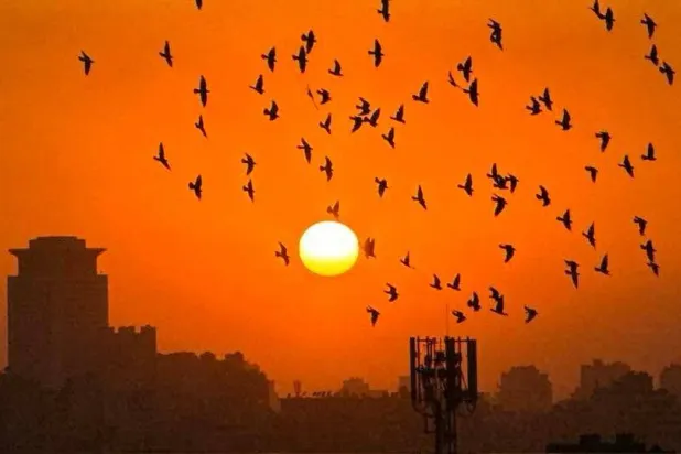 نصائح للمصريين بعدم التعرض المباشر لأشعة الشمس خلال فترات الذروة (تصوير عبد الفتاح فرج)