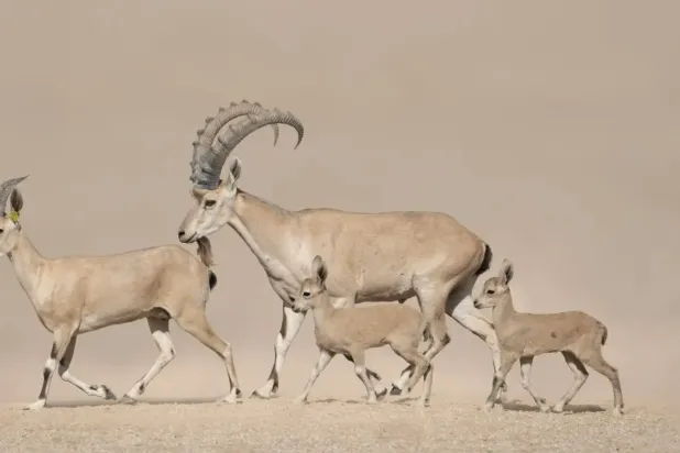 يُصنّف الاتحاد الدولي لحماية الطبيعة هذا الوعل ضمن الأنواع المهددة بالانقراض (واس)