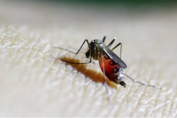 البعوض يُلقب بـ«القاتل الأول للبشرية على مر التاريخ» (رويترز)