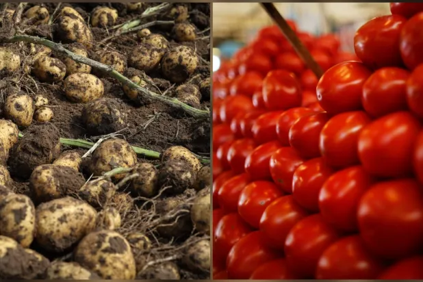 البطاطس أقرب إلى الطماطم على المستوى الجيني (رويترز)