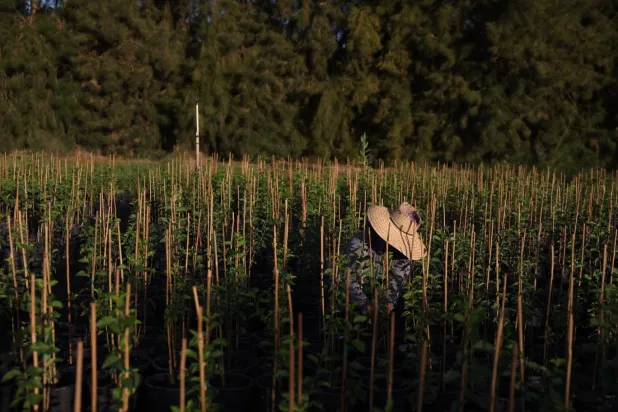 On milyarlarca dolarlık meyve ve sebze, Kaliforniya'daki göçmenler tarafından elle toplanıyor (Reuters)