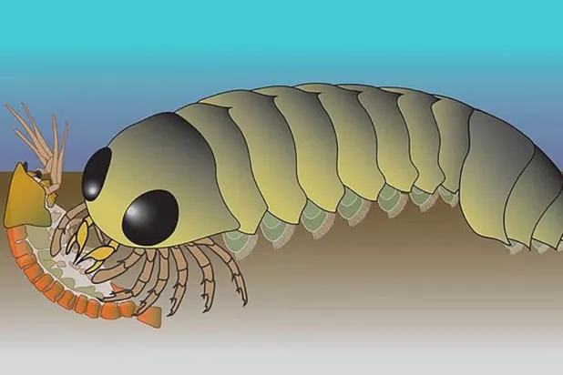 Arizona Üniversitesi araştırmacıları, daha önce at nalı yengeçlerinin atası olduğuna inanılan ve soyu tükenmiş bir Kambriyen türü olan Mollisonia symmetrica'nın fosilleşmiş beynini inceledi (Nick Strausfeld/Arizona Üniversitesi Sinirbilim Bölümü)