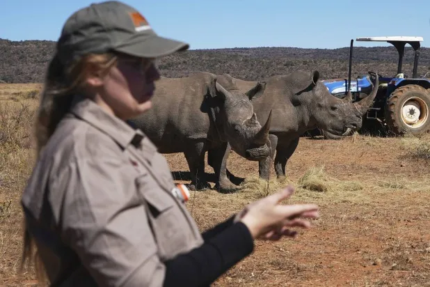 Južnoafriška univerza injicira radioaktivne izotope v rogove nosorogov za boj proti divjemu lovu