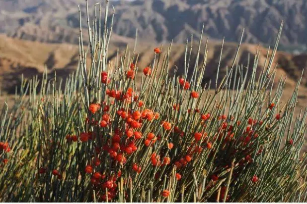 عشبة العلندة (موقع هيلث لاين)