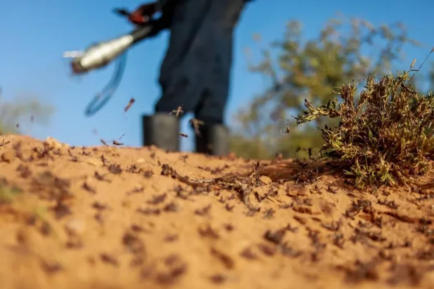 المبيدات الكيميائية التقليدية غنية بمركّبات صناعية تبقى في البيئة لفترات طويلة (منظمة الأغذية والزراعة للأمم المتحدة - فاو)