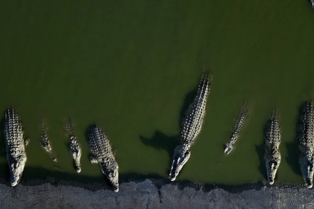 صورة ملتقطة في 6 أغسطس 2018 تظهر تماسيح تستريح في مزرعة بوادي الأردن بالضفة الغربية (أ.ب)
