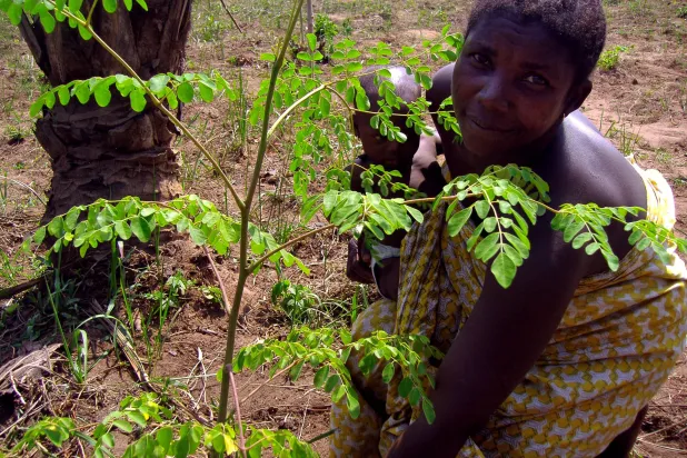المورينغا تُعرف أيضاً بـ«شجرة الحياة» أو «الشجرة المعجزة»... (أ.ف.ب)