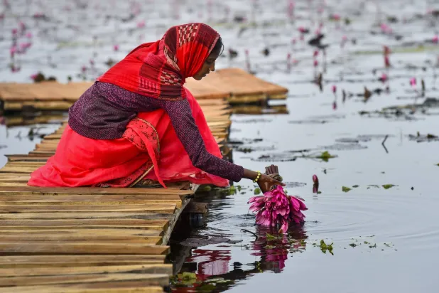 امرأة تحمل زهور اللوتس من بحيرة في الهند (د.ب.أ)