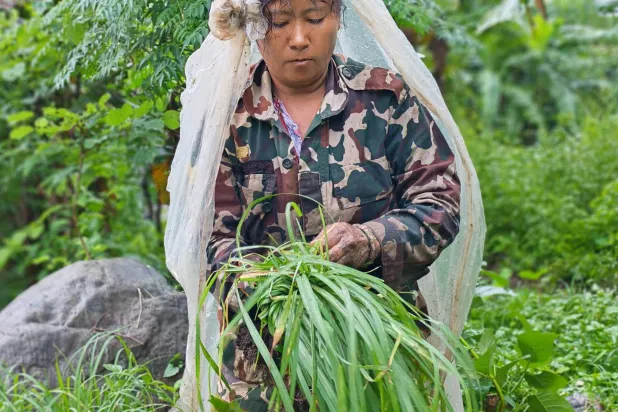 استخدام عشبة الليمون يُعدّ آمناً بشكل عام في الطهي 